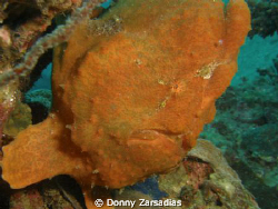 Huge Frogfish taken at Basura Dive Site Anilao, Batangas ... by Donny Zarsadias 